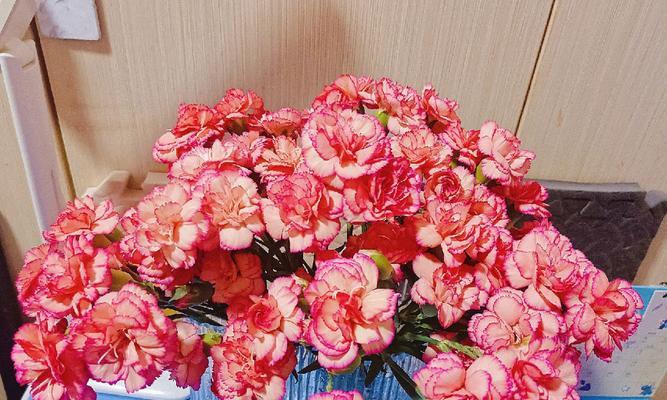 康乃馨花语的寓意及象征意义（探寻康乃馨多少朵的不同寓意）