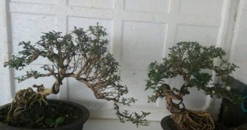六月雪的养殖方法（打造高品质的白菜生产——从品种选择到灌溉管理）