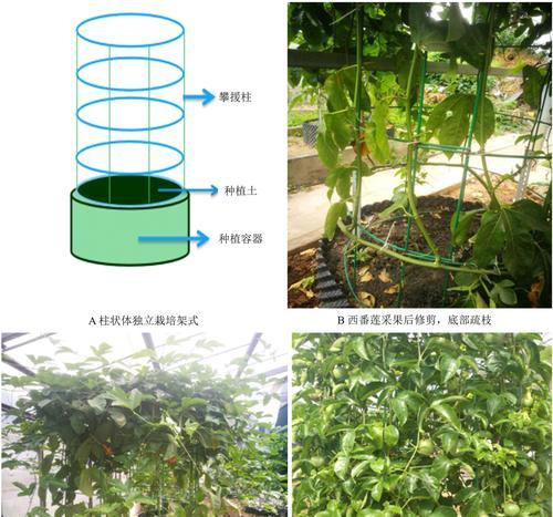 如何成功种植西蕃莲？（西蕃莲种植方法详解，从选种到成熟一步不少！）