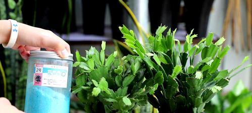 以花开爆盆，精心养护花草的技巧（培育健康花草的方法和技巧，让花盆绽放美丽）