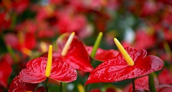 以花烛的花语（揭示花烛的花语代表的深层意义，传达出的信息以及象征的重要性）