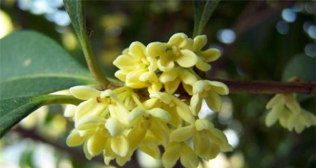 秋日芳香——桂花的开放时节(桂花的香气飘散在秋日的空气中)