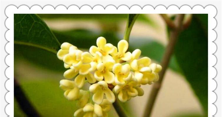 秋日芳香——桂花的开放时节（桂花的香气飘散在秋日的空气中）
