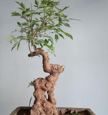 黄荆盆景的风水寓意与摆放位置（探索黄荆盆景在风水学中的重要性与禁忌）