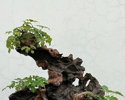 黄荆盆景的风水寓意与摆放位置（探索黄荆盆景在风水学中的重要性与禁忌）