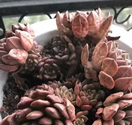 多肉植物的休眠状态（多肉植物的休眠期如何管理）