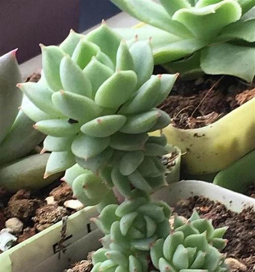 多肉植物的休眠状态（多肉植物的休眠期如何管理）