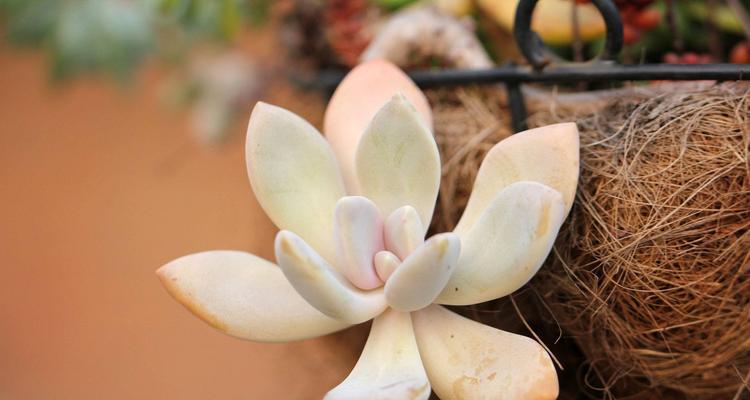 多肉植物的休眠状态（多肉植物的休眠期如何管理）