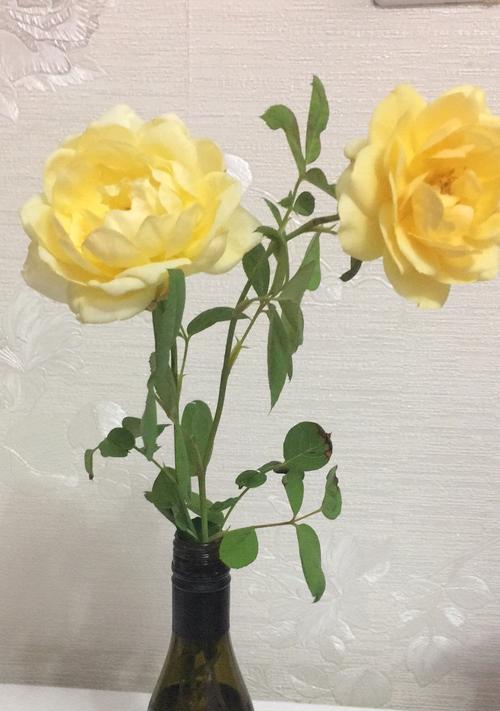 黄玫瑰花的象征意义剖析（探寻黄玫瑰花背后的深意）