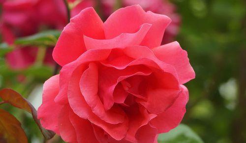 黄月季花语象征与寓意（揭示黄月季花的象征意义及深层含义）