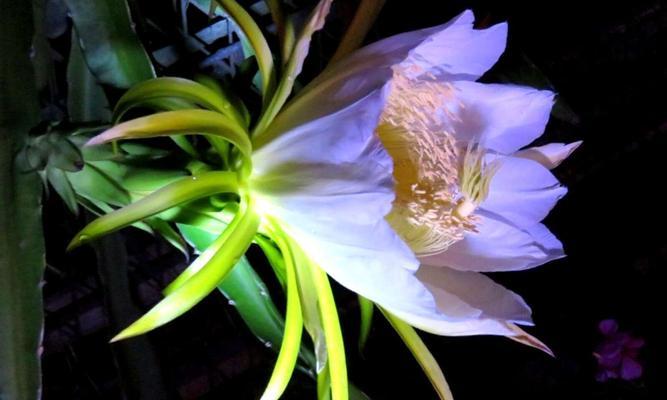 火龙果花的寓意与象征——悦目花朵中的美好寓意（火龙果花的象征意义及其在生活中的应用）