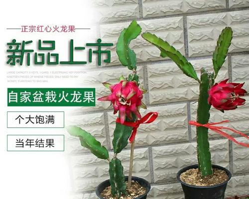 火龙果的寓意与祝福（探讨火龙果所代表的意义和祝福）