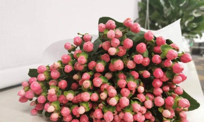 火龙珠的花语（解读火龙珠背后的花语与寓意）