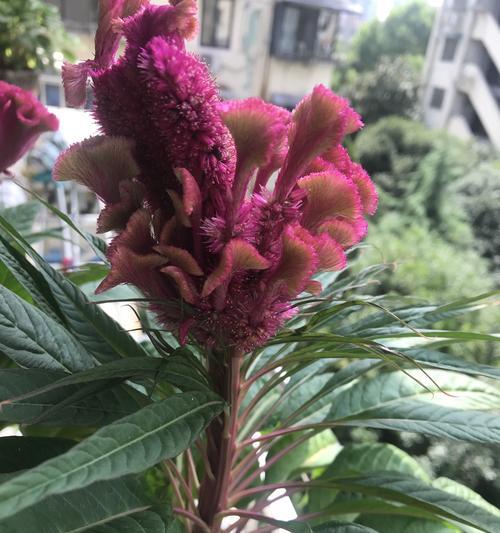 鸡冠花的象征意义及文化内涵（探寻鸡冠花在各个文化中的象征意义与象征特征）