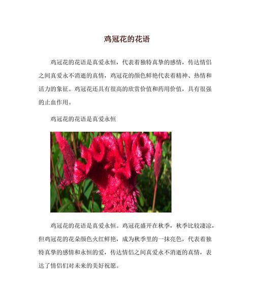 以鸡冠花的花语寓意与我们的生活(鸡冠花的花语寓意及其在人们生活中的体现)