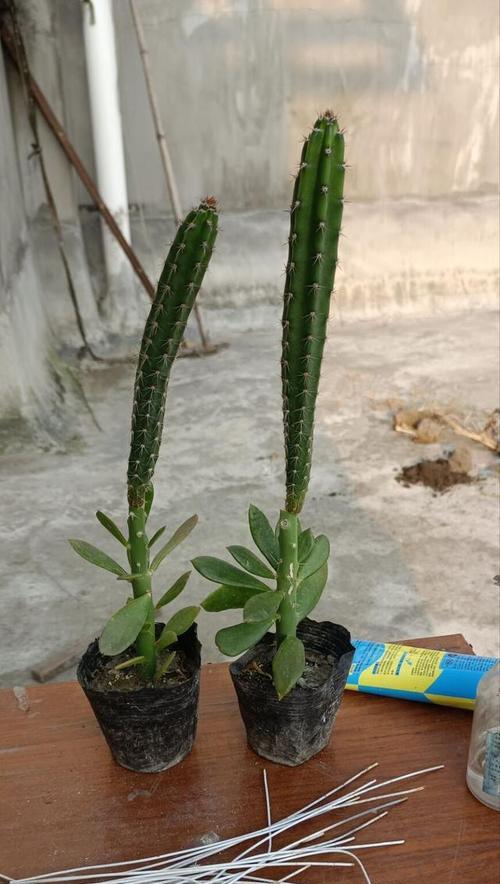 仙人掌烂根烂茎的原因与预防措施（探究仙人掌生长过程中烂根烂茎的原因，提供相应预防方案）