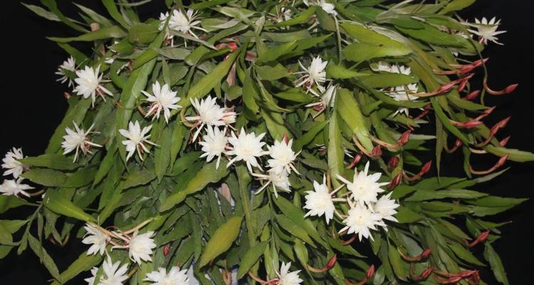 家中养昙花，吉祥之兆（昙花开放意味着什么？幸福之兆缘起于家中）