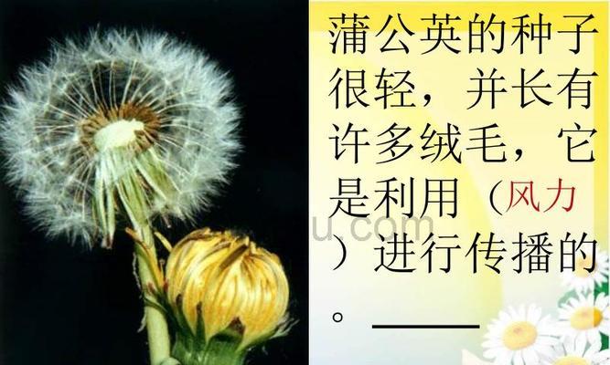 从这些角度来看，种子传播不难（探究种子传播的关键方法与技巧）