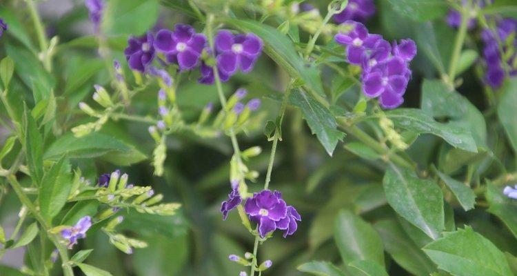 以假连翘的花语和寓意（探寻以假连翘的花语和象征意义）