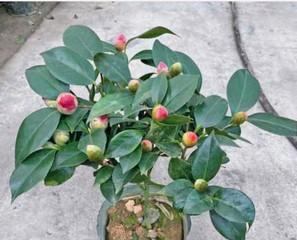 香妃茶花开不停，真的四季常青吗？（揭秘香妃茶花的开花习性和栽培要点）