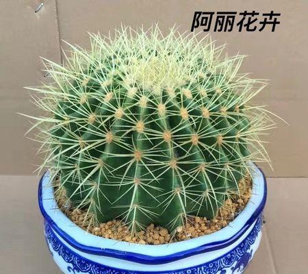 金虎花风水寓意与作用
