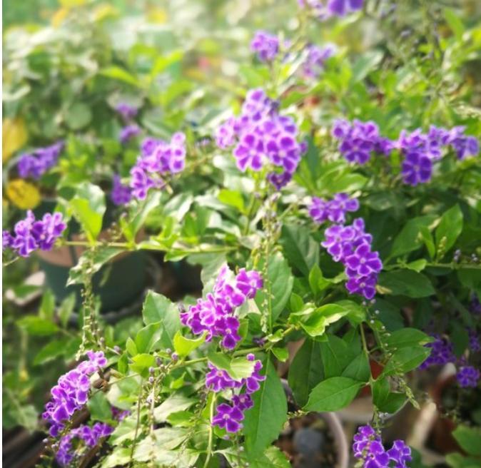 金露花的花语和寓意（探寻金露花的深刻内涵与象征意义）