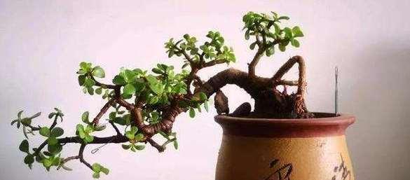 金枝玉叶（传承繁荣，福寿康宁）