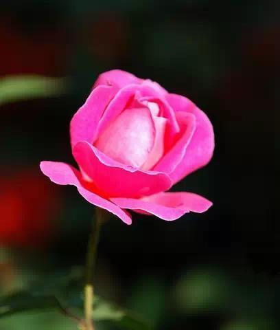 晋江市花白兰花的象征意义（探究白兰花在晋江文化中的重要地位）