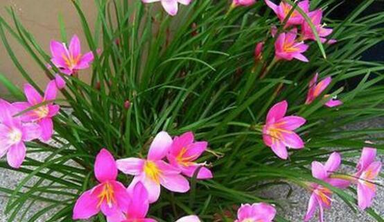 韭莲的花语探秘——美丽与坚韧并存的生命之花（探索韭莲花的花语与寓意，探究其生命力与象征意义）