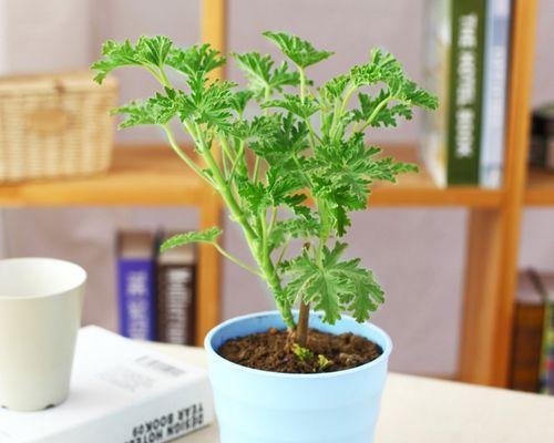 驱蚊草盆栽的养殖方法（打造绿色家居环境，驱蚊防虫两不误）