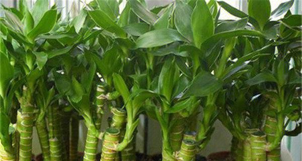 盆景花卉种植全攻略（从选种到养护，助你成为盆景高手）