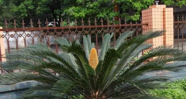 如何适当切除铁树花序（精心修剪，打造美丽庭院）