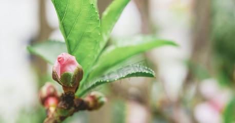 深入探究桃花的花蕊（一探究竟，桃花花蕊长什么样？）