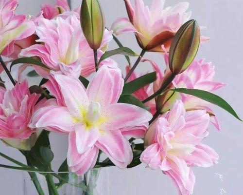 水培百合花的养殖技巧（水里生长的美丽之花，从种植到收获，看这里！）