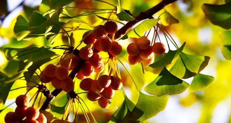 蓝桉花开之美——蓝桉花语与盛开景象（传递希望与坚韧的蓝桉花语，花朵形态独特迷人）