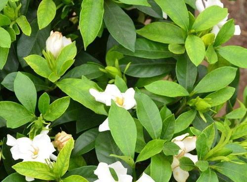 小叶栀子花的养殖与修剪（打造清新花园，从小叶栀子花开始）