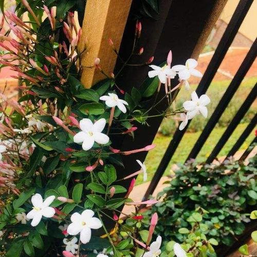 蓝桉花开之美——蓝桉花语与盛开景象（传递希望与坚韧的蓝桉花语，花朵形态独特迷人）