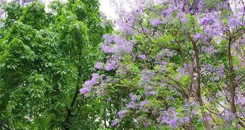 蓝花楹（开花期间、果实特征及其生态意义）