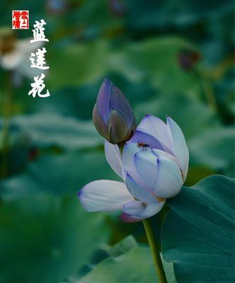 蓝莲花（一朵蓝莲花的成长之路）