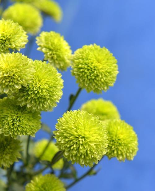 蓝色菊花的花语和寓意（深入解读蓝色菊花的象征意义，用花语传递心意）