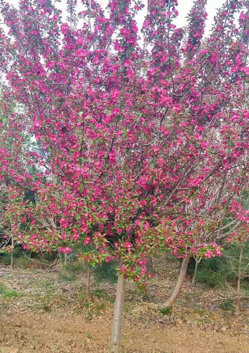 碧桃的开花时间(从芽到花,一年四季的变化)