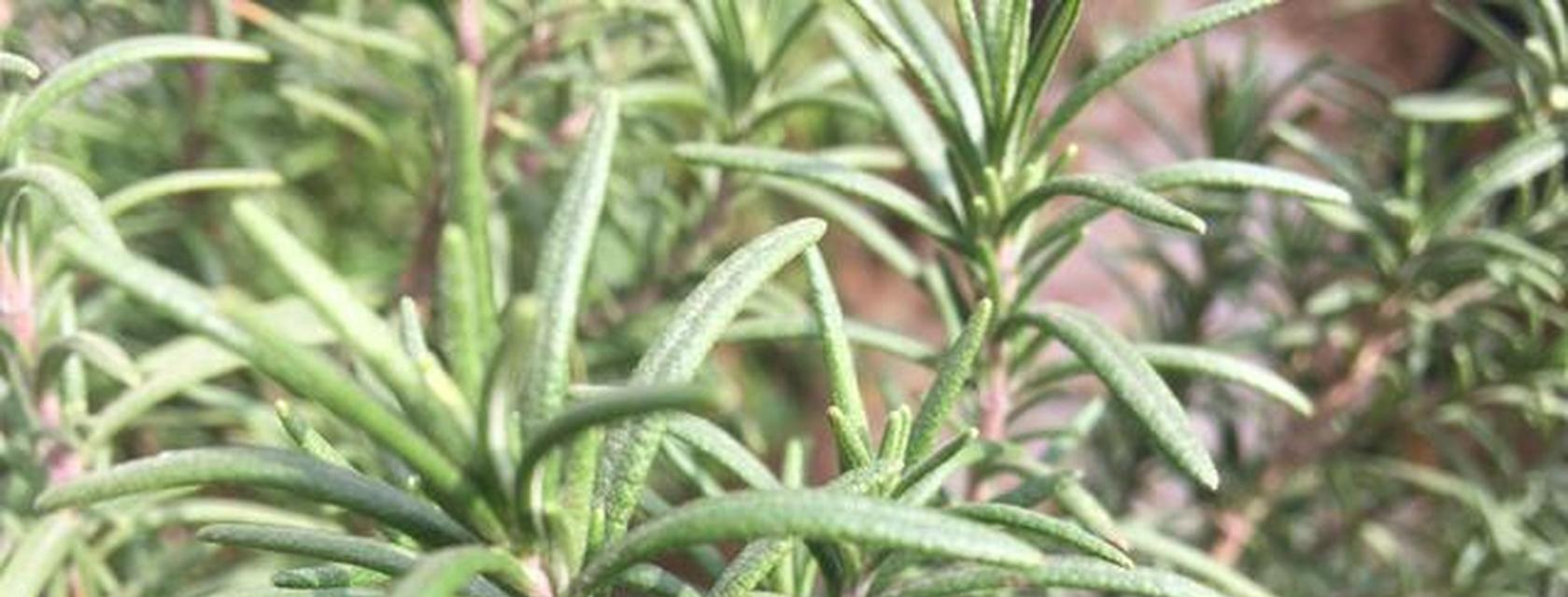 迷迭香的种植与养护（从种子到收获，轻松掌握迷迭香的种植技巧）