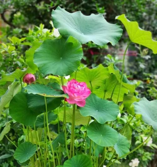 莲花与十二生肖的象征意义（探索莲花与不同生肖之间的神奇联系）