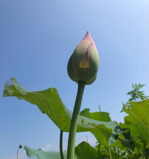 莲蓬（探寻莲蓬的象征意义与奇妙之处）