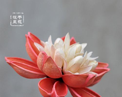 莲蓬的象征意义及寓意大揭秘