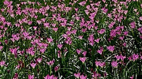 韭菜莲的种植方法（从种子到收获，掌握韭菜莲的种植技巧）