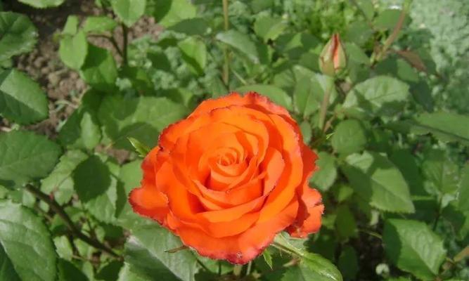 全面了解月季花的品种（探究月季花的各类品种，让您爱上这位“花中皇后”）
