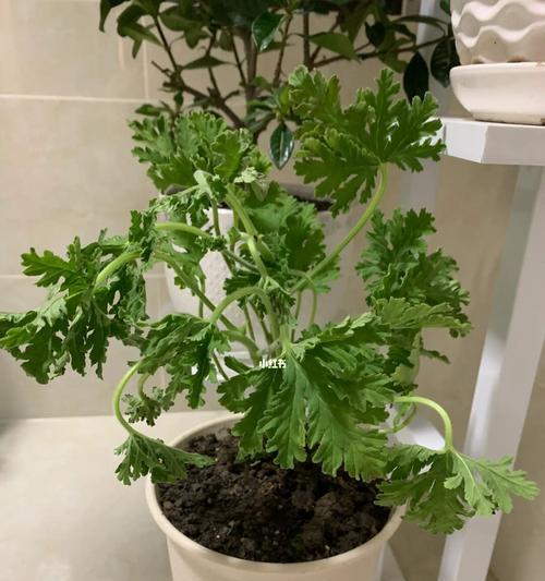 驱蚊草的神奇植物（以植物为主要成分的驱蚊草）