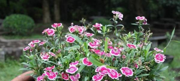 石竹花期长短及生长环境(了解石竹,预知花期)