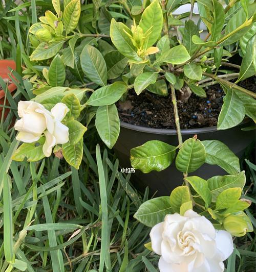 栀子花为何不开花掉花苞?(探究栀子花开花的原因及解决方案)